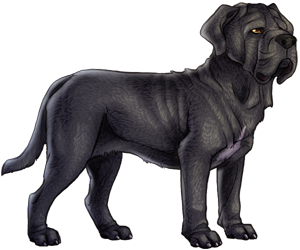 Neapolitan Mastiff