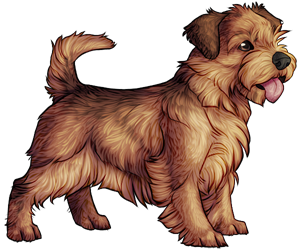 Norfolk Terrier