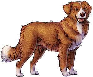 Nova Scotia Duck Tolling Retriever