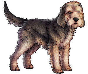 Otterhound