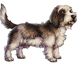 Petite Basset Griffon Vendeen