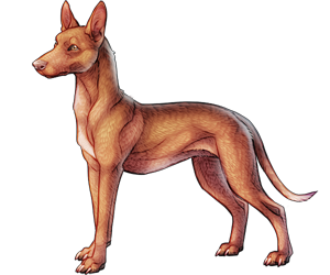 Pharaoh Hound