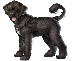 Portuguese Water Dog