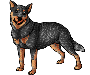 Australian Cattle Dog