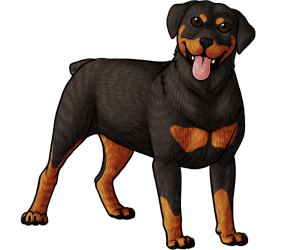 Rottweiler