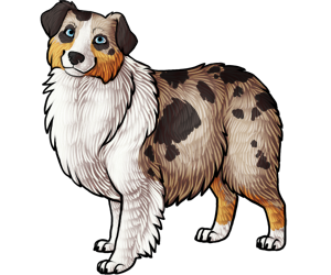 Australian Shepherd