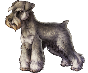 Miniature Schnauzer