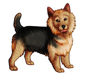 Australian Terrier