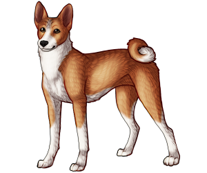 Basenji