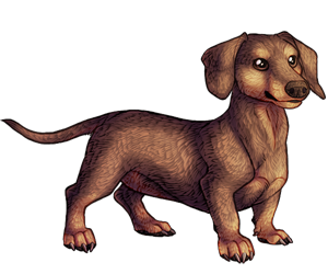 Miniature Dachshund