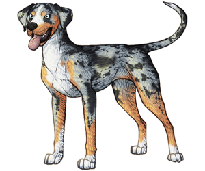 Catahoula Leopard Dog