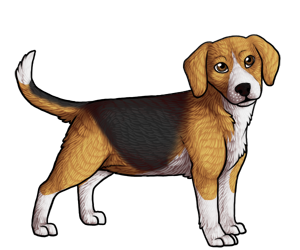 Beagle