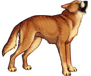 New Guinea Singing Dog