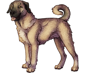 Kangal Dog