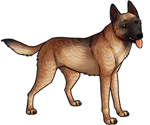 Belgian Malinois