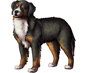 Bernese Mountain Dog