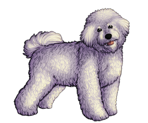 Bichon Frise