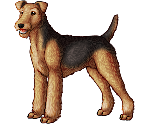 Airedale Terrier