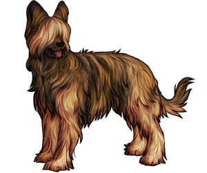 Briard