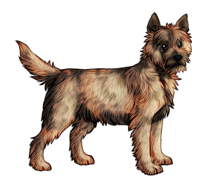 Cairn Terrier