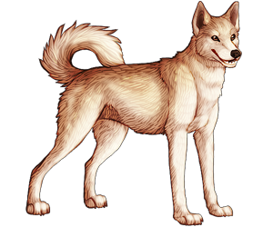 Canaan Dog