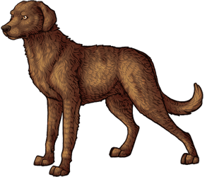 Chesapeake Bay Retriever