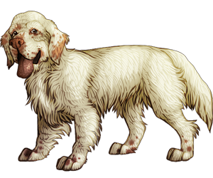 Clumber Spaniel