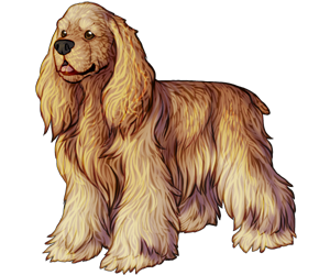 Cocker Spaniel