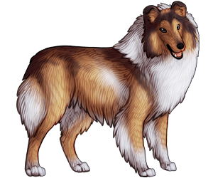 Collie