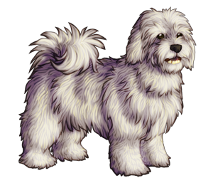 Coton De Tulear