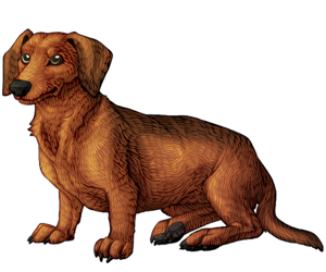 Dachshund