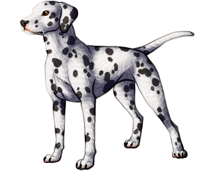 Dalmatian