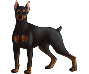 Doberman Pinscher