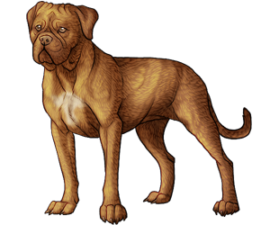 Dogue De Bordeaux