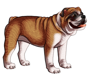 English Bulldog