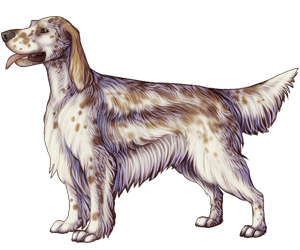 English Setter