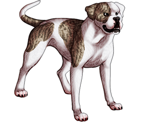 American Bulldog