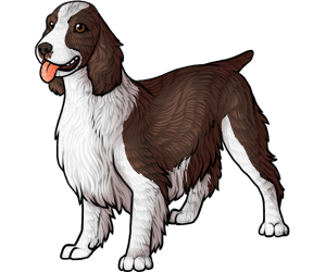 English Springer Spaniel