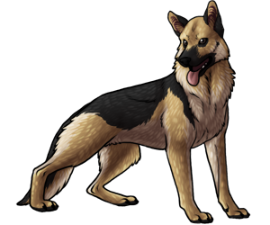 German Shepherd