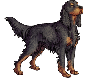 Gordon Setter