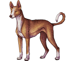 Ibizan Hound