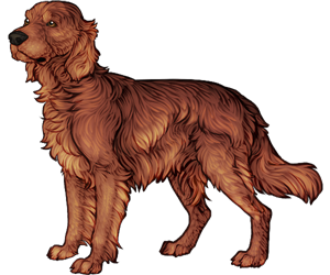 Irish Setter