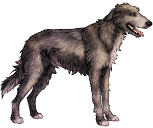 Irish Wolfhound