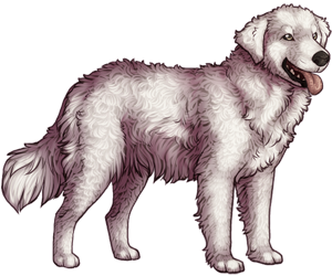 Kuvasz