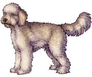 Labradoodle