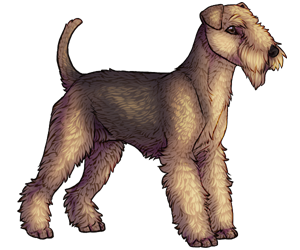 Lakeland Terrier