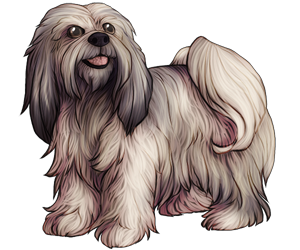 Lhasa Apso